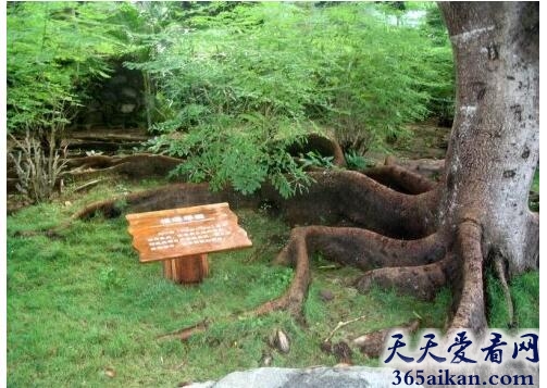 根深蒂固的近义词有哪些？根深蒂固的意思介绍