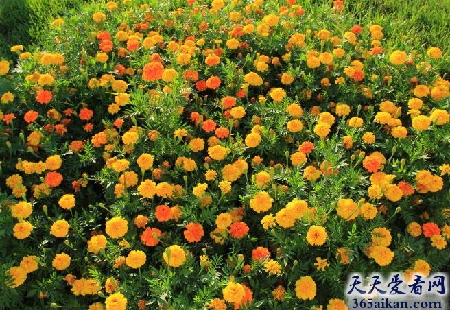 百花齐放造句怎么造？百花齐放的意思是什么？