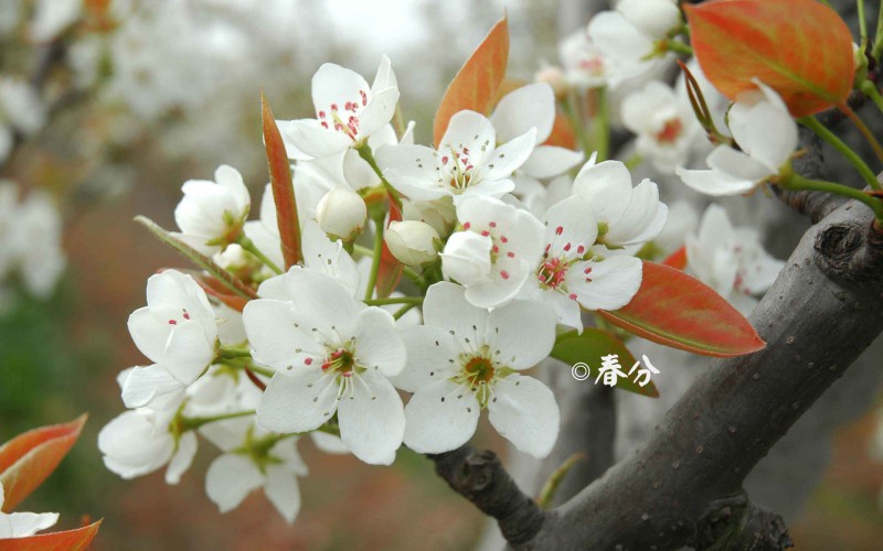 春分节气养生的六大要领