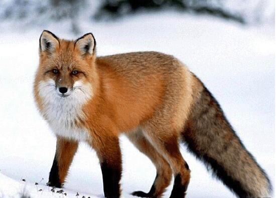 梦见狐狸是什么意思？梦见狐狸是不是该小心了？