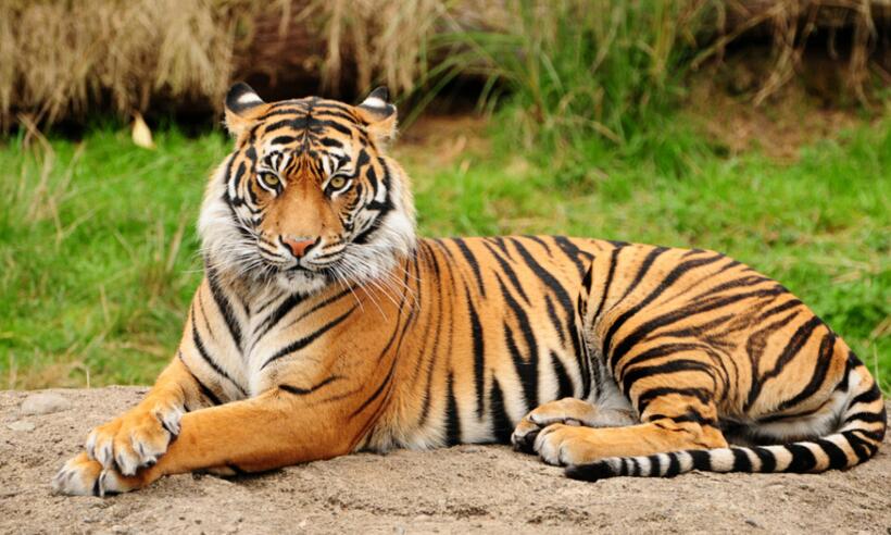 梦见老虎是什么意思？梦见老虎意味着什么呢？