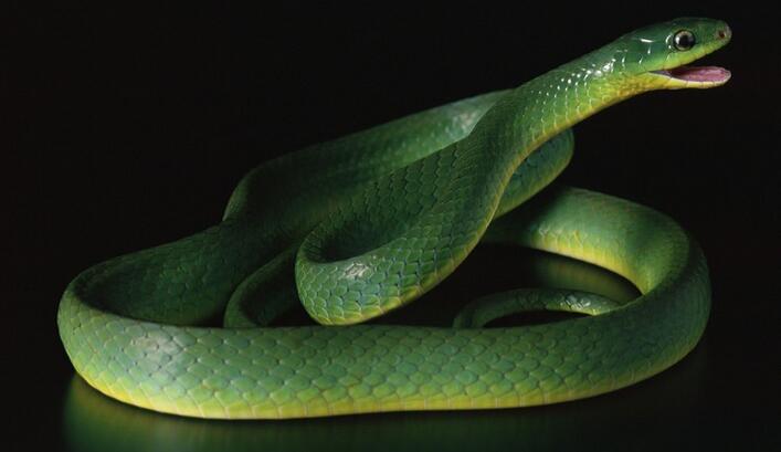 蛇.jpg