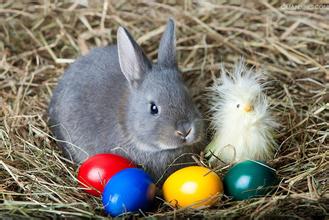 复活节兔子是什么？《复活节兔子》的剧情介绍