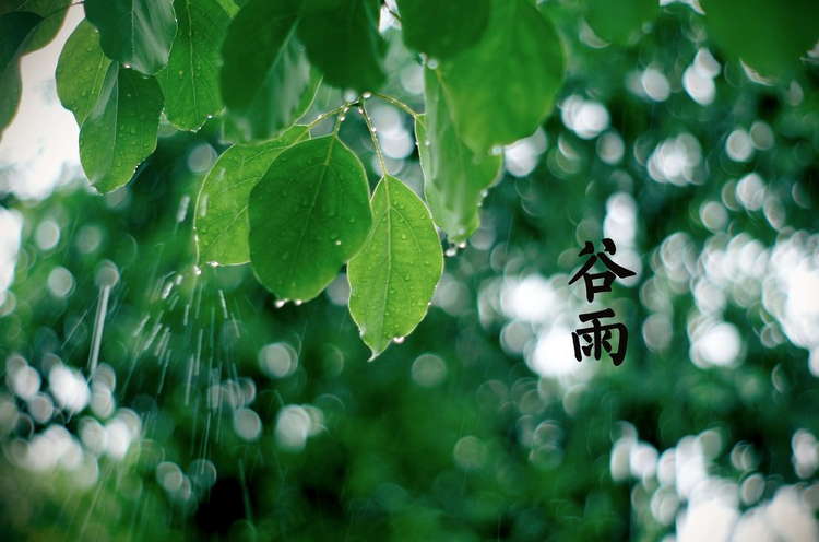 谷雨节气如何养生？谷雨节气养生的五大要领