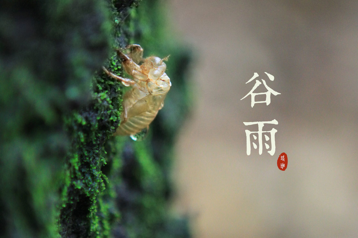 谷雨是什么意思？揭秘各地谷雨节气的习俗