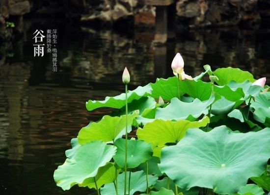 关于描写谷雨节气的诗句有哪些？