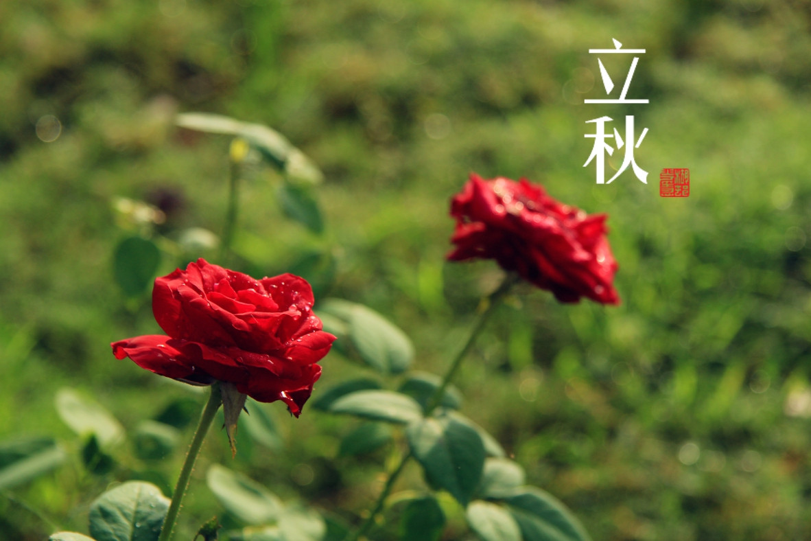 关于立秋时节的短信祝福语有哪些？