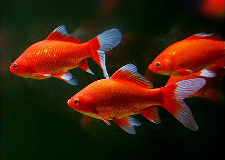 孕妇梦到红色的鱼寓意是指什么.jpg