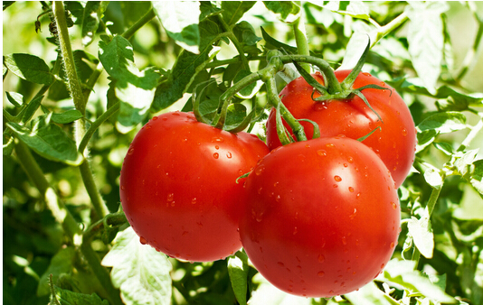 孕妇梦见吃西红柿的寓意是什么？
