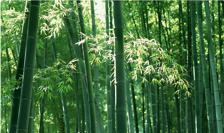 孕妇梦见竹子的预示含义是什么？