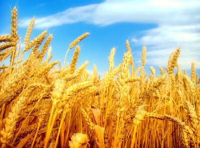 梦见小麦是什么意思?梦见小麦好不好?