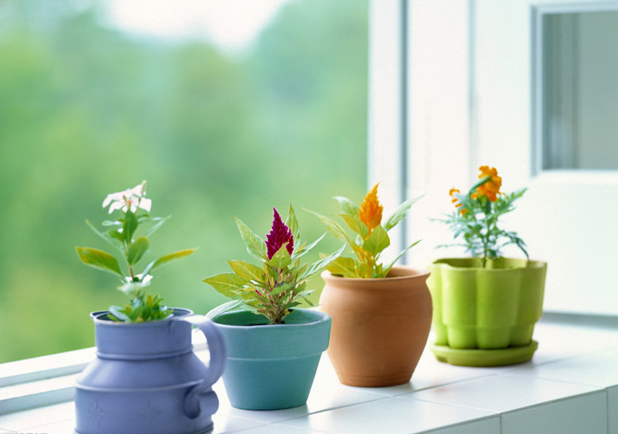 搬家风水：应该选什么植物放在家里？