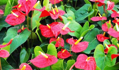 养花风水：红掌的花语，红掌的养殖方法