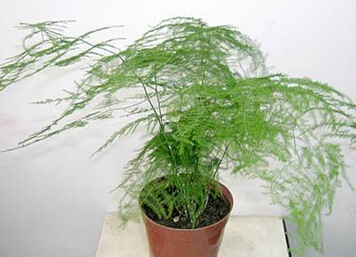 风水植物文竹的寓意，风水植物文竹的养殖方法