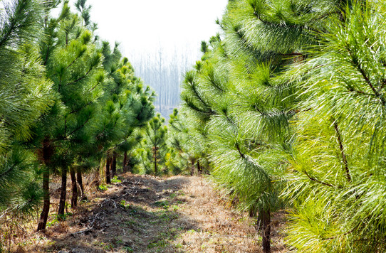 植物风水：松树的寓意，松树的养殖方法