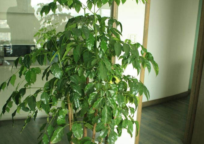 风水植物幸福树的作用，风水植物幸福树的养殖方法