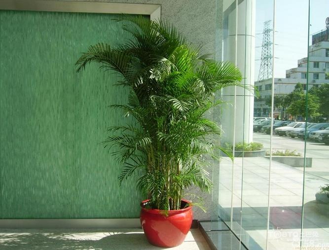 植物风水：观音竹风水作用，观音竹的养殖方法