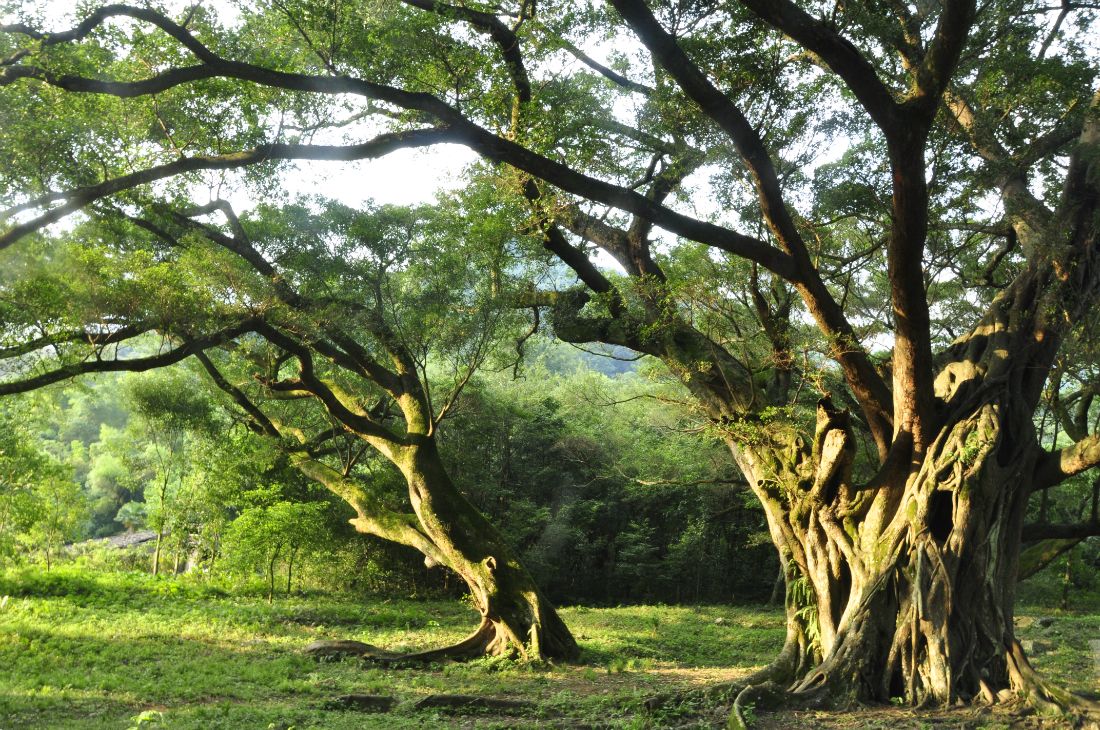 植物风水：榕树的风水作用，盆栽榕树的养殖方法