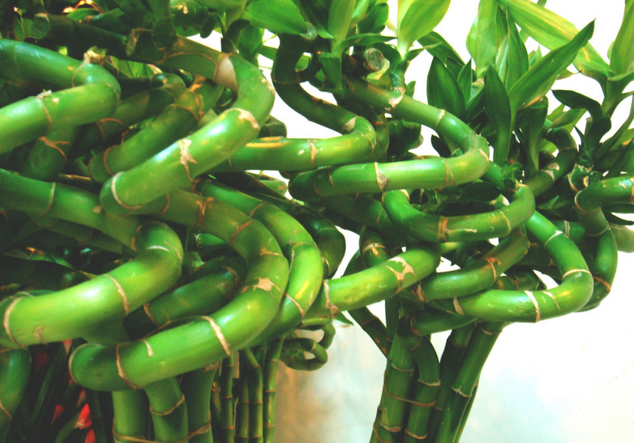 植物风水：转运竹的寓意，转运竹的养殖方法
