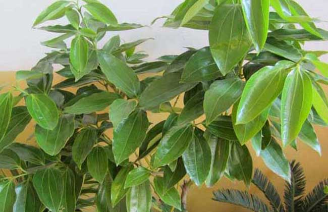 风水植物平安树的寓意，风水植物平安树的养殖方法