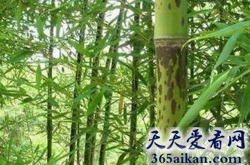 潇湘竹.jpg
