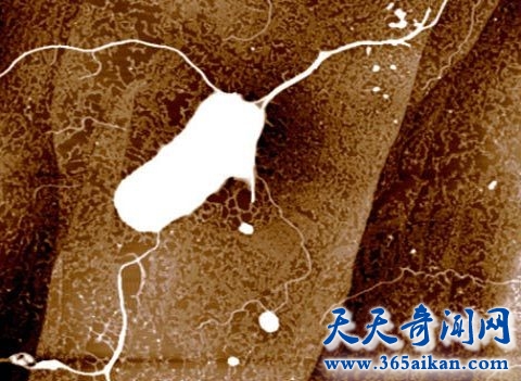 细数细菌的十大好处有哪些？致病的细菌竟然还有这么多益处！