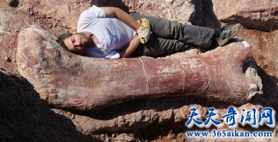 世界上最大的恐龙化石，恐龙站立20米，重77吨！  