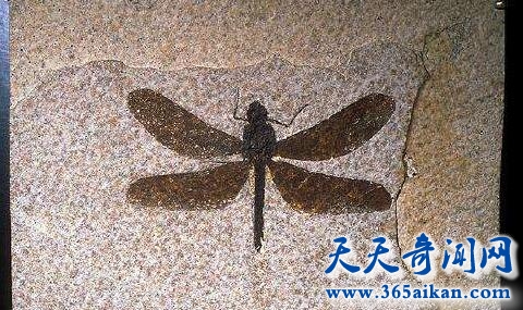 中国发现1.1亿年前的蜻蜓，翅膀仍完好保存！