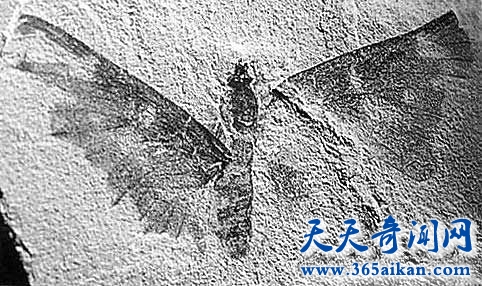 中国发现1.1亿年前的蜻蜓，翅膀仍完好保存！