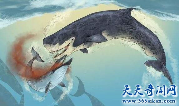 地球上最大的巨型怪兽，梅尔维尔鲸介绍