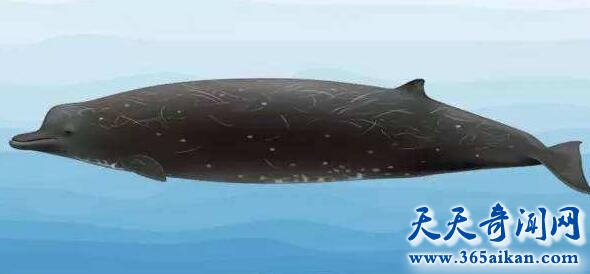 科学家发现婀最新鲸鱼种类，陆地海洋都可以生存！