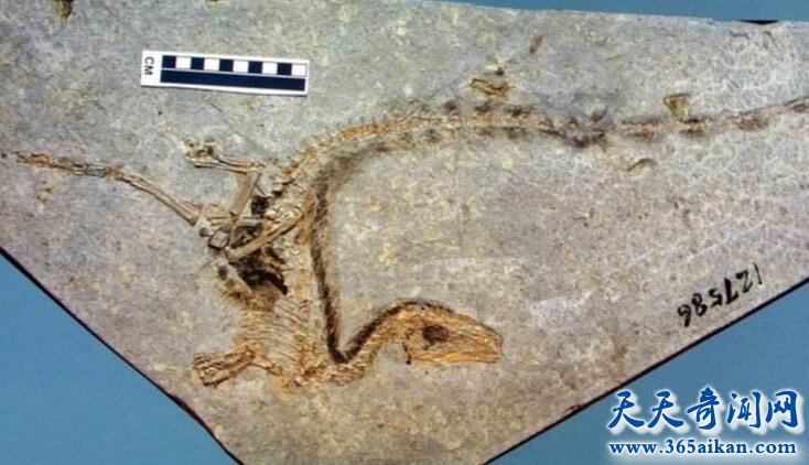 鸟类的始祖——中华龙鸟化石的发现和研究！