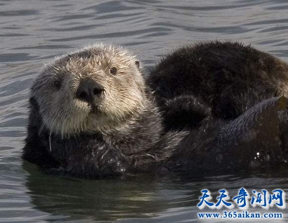 会使用工具寻找食物的动物，海獭与生俱来就会使用石块工具觅食