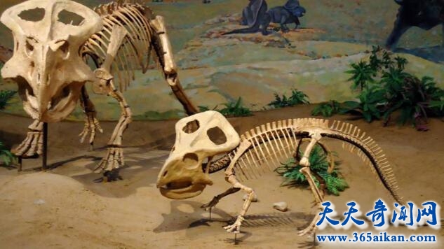 揭秘恐龙生活的遗迹，恐龙化石揭秘恐龙的生活！