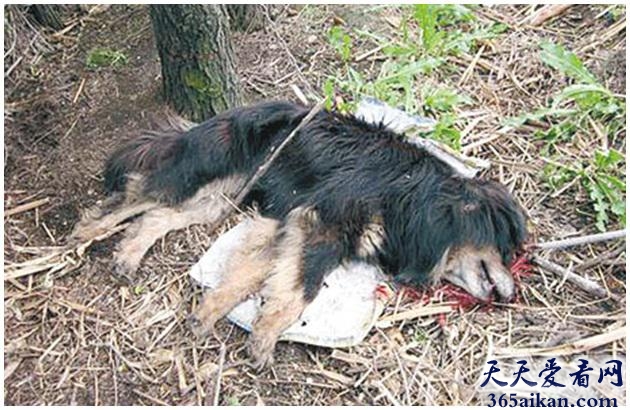 世界上最凶猛的狗狗，黑龙江藏獒吃人