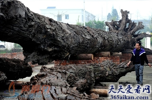 探秘世界上最贵的木材，四川发现巨型乌木