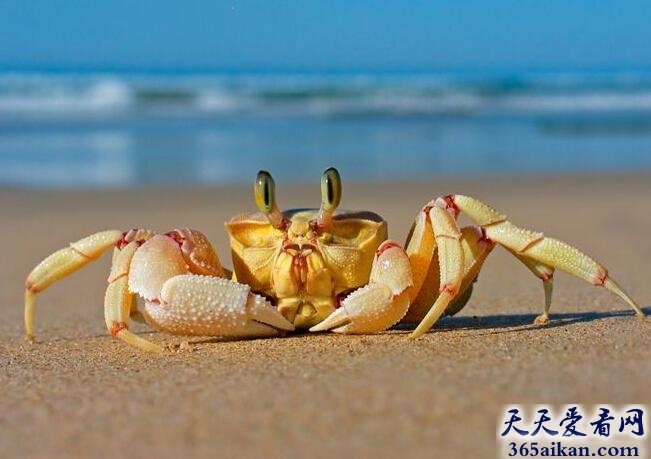 探索揭秘：第一个吃螃蟹的人到底是谁？