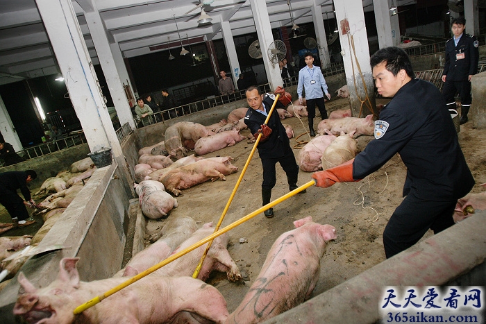 双汇火腿肠“廋肉精”事件回顾，双汇公司差点破产！