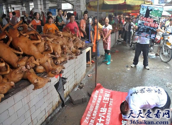 探索玉林荔枝狗肉节为什么在爱狗人士的抗议中越办越红火？