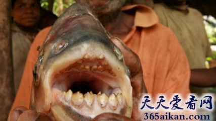 世界上比食人鱼更令男人害怕的鱼，人齿鱼专吃男性睾丸！