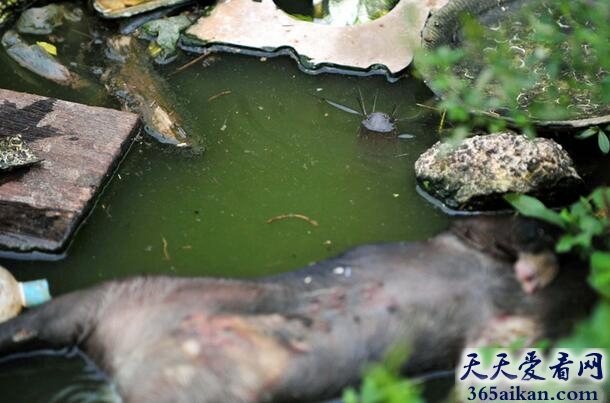 吃货们注意了！不干净的鲶鱼不能吃，揭秘：鲶鱼吃什么食物？