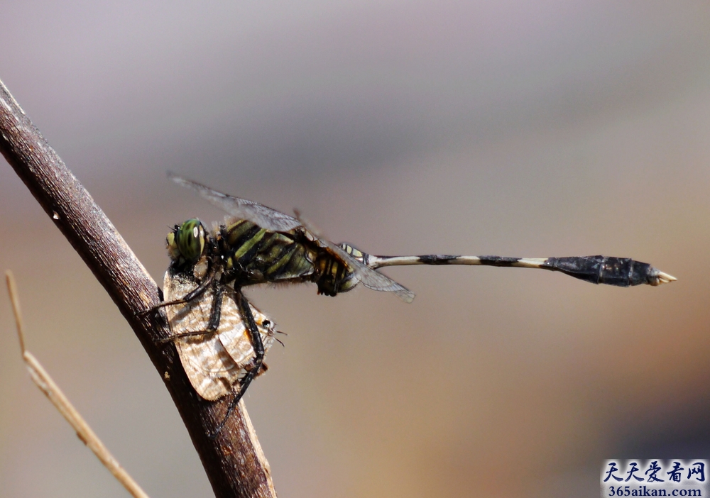 探索身边最熟悉的动物，蜻蜓吃什么东西？