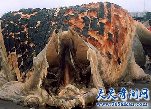 南非海怪1.jpg
