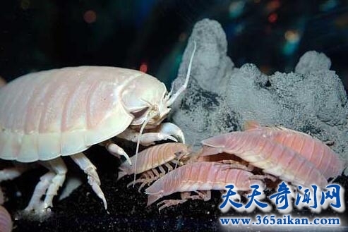 大王具足虫图片1.jpg