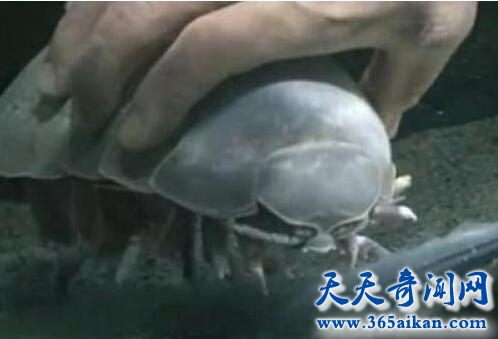 大王具足虫3.jpg