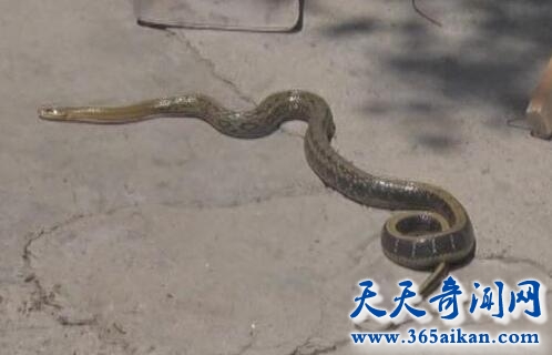 中国被雷劈事件1.jpg