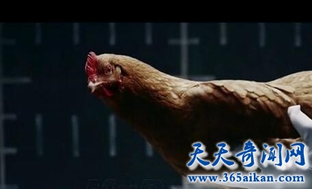 鸡头防抖1.jpg