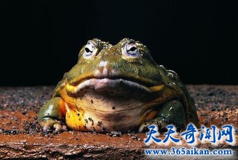 非洲牛蛙1.jpg