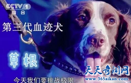 血迹犬6.jpg