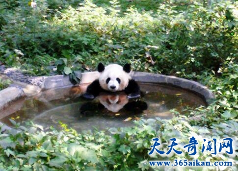 竹子开花4.jpg